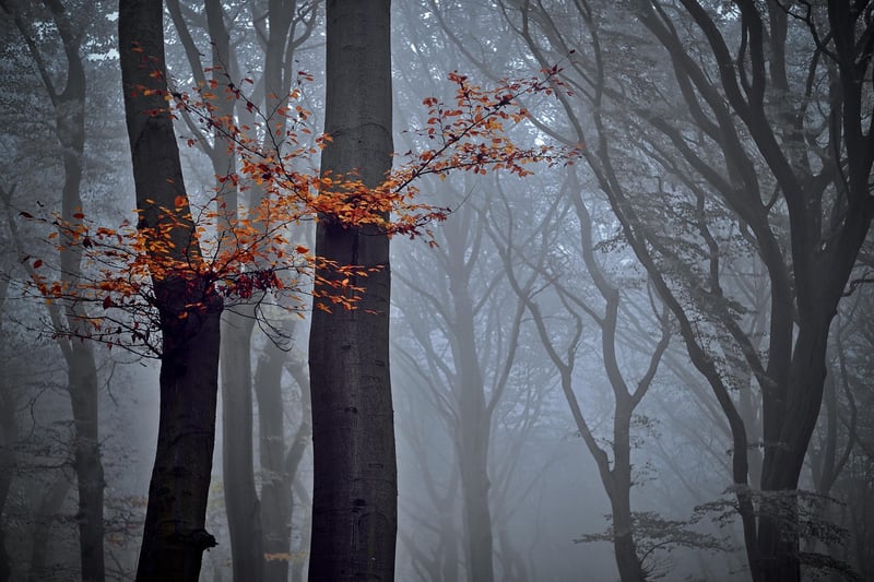 Whimsical Forest Fairy Tale
