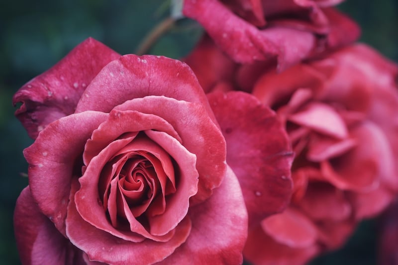 Mystical Garden Romance